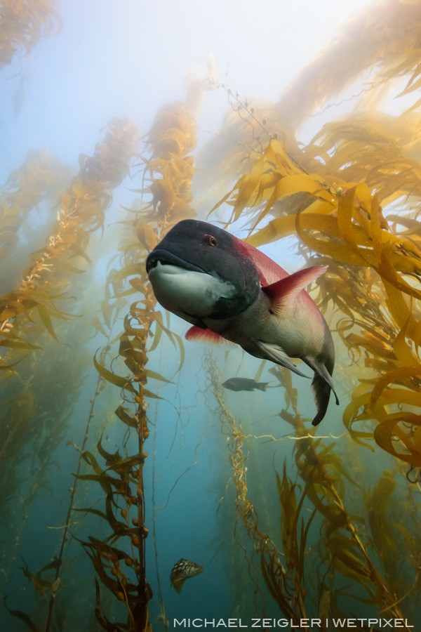 A large male sheepead (Semicossyphus pulcher) investigates a noisy intruder within its domain near Santa Barbara Island. This image was created using only ambient light and a Magic Filter.