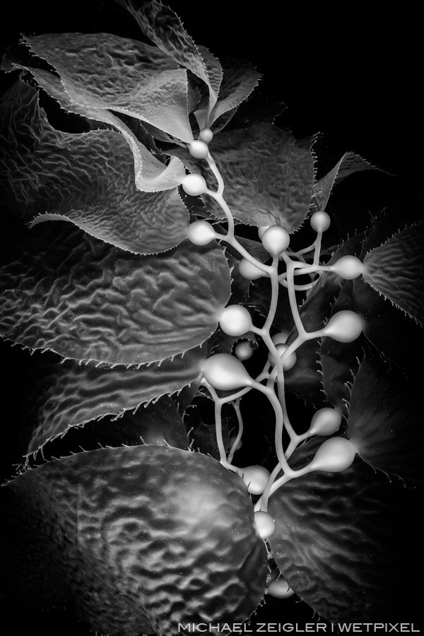 Giant kelp (Macrocystis pyrifera) is a provider of shelther and food for countless species of marine critters. It's also found in several common household items like toothpaste, ice cream, and make-up. This gorgeous specimen was photographed at 