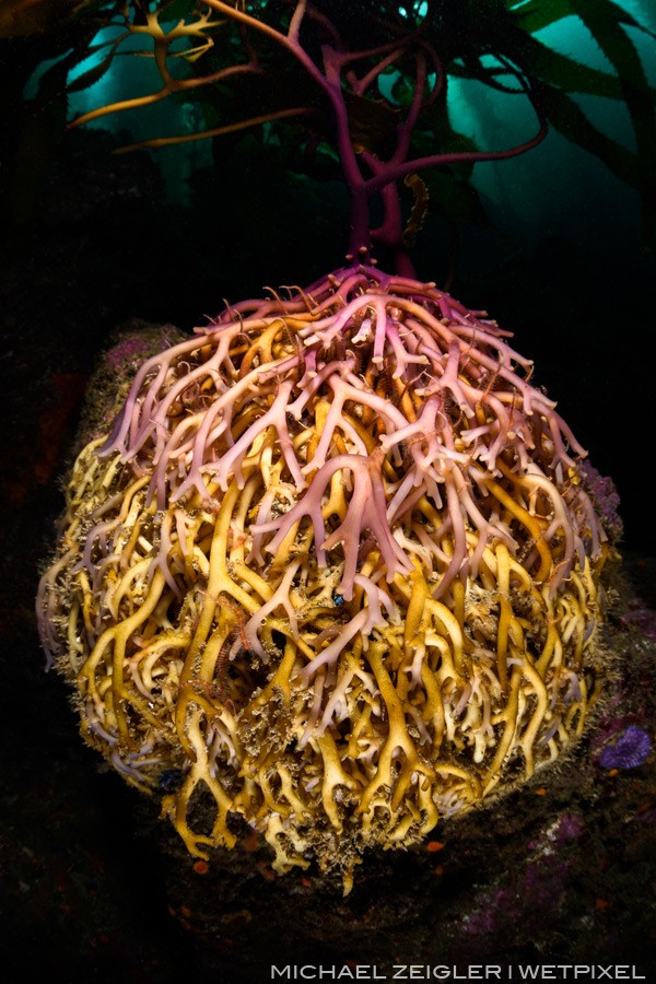 The unsung hero of the kelp forest, the holdfasts of giant kelp not only anchor the towering algae to the reef but also provide shelter to a variety of tiny critters like brittle stars and nudibranchs. Unlike true root systems, the holdfasts do not p