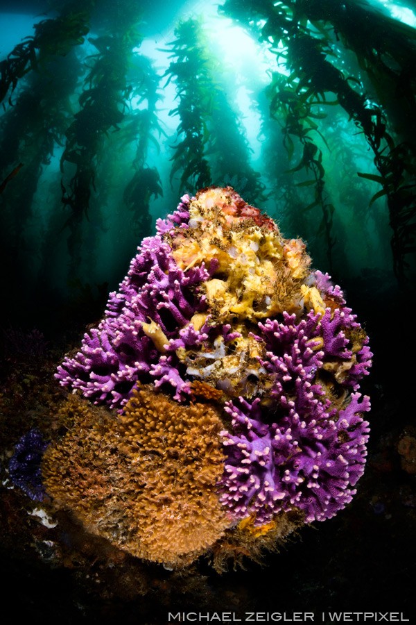 Purple hydrocoral (Sylaster californicus) amongst the towering kelp forest of Gull Island. It's rare in Southern California (and a special treat) to encounter this colorful hydrocoral at such shallow depths and amongst the kelp.