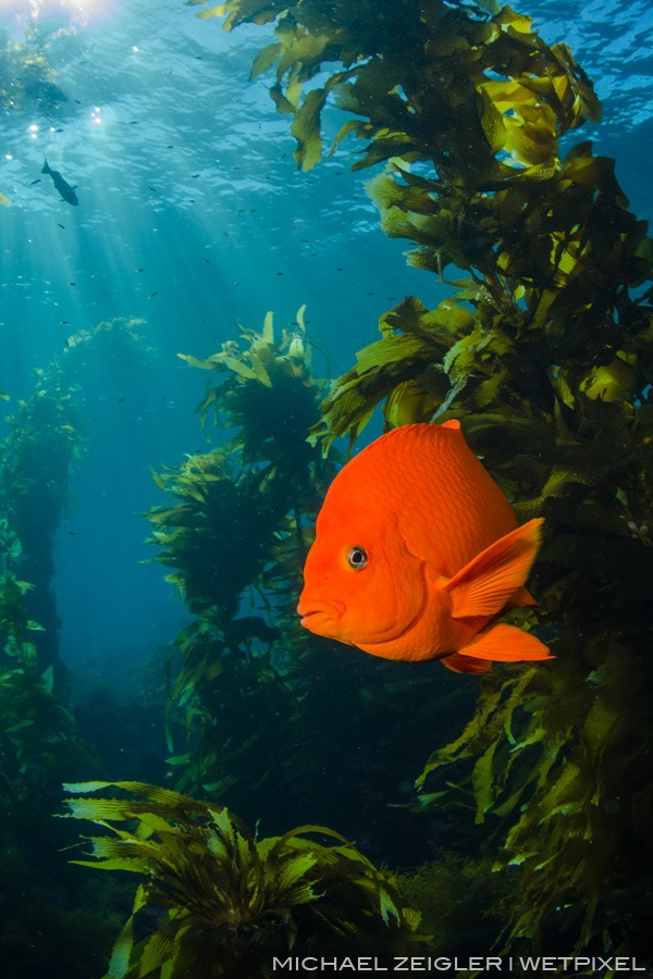 Garibaldi (Hypsypops rubicundus) in the dive park at Casino Point, Catalina Island. Visibility this day was incredible.