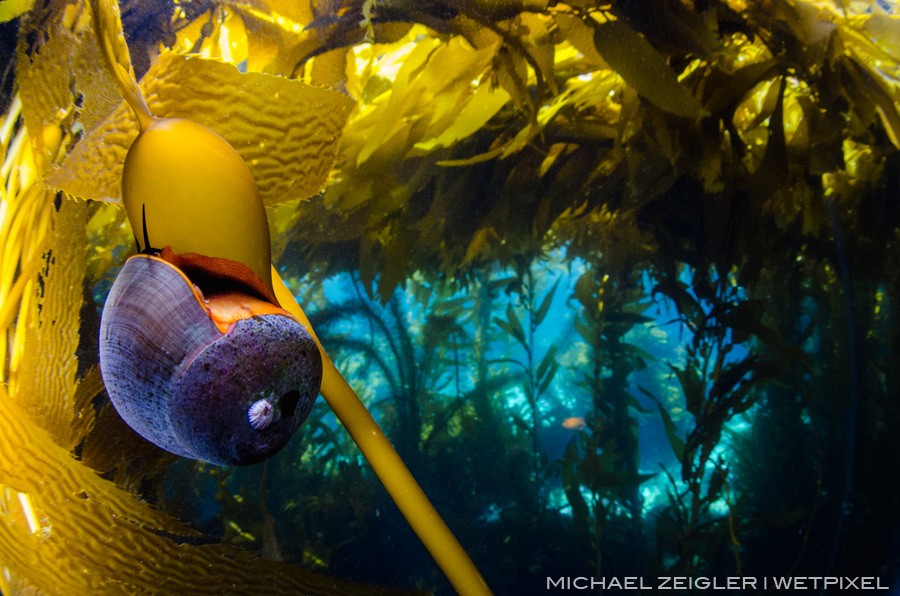 This Norris' top snail (Norrisia norrisii) has a front row seat to this gorgeous scene under the kelp canopy near the west end of Catalina Island.