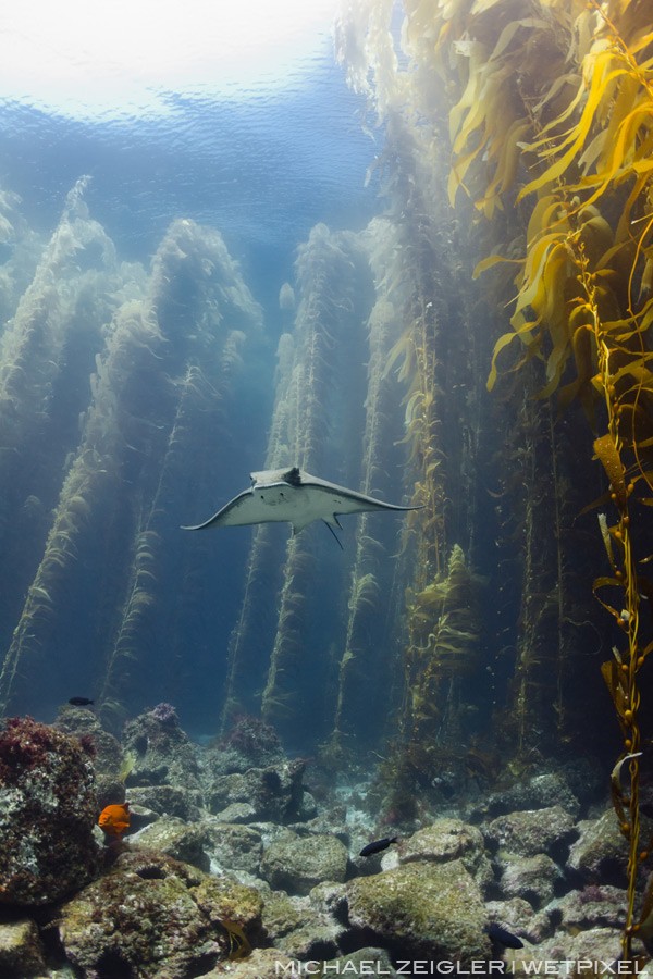 A bat ray (Myliobatis californica) cruises through a clearing in the kelp forest at near Santa Barbara Island. This still remains to be one of my most memorable encounters underwater.