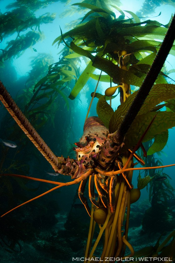 Juvenile sea lions chased this lobster (Panulirus interruptus) into the kelp at the sea lion rookery at Santa Barbara Island. I happened to be in the right place at the right time as I only managed snapping two frames before it sped off to the safety