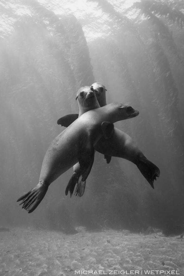 I've always like the title of "Gossip" for this image of a trio of sea lions (Zalophus californianus) at Santa Barbara Island.