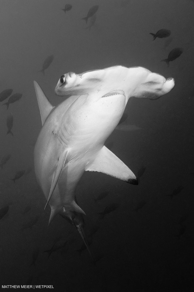 Cocos Island, Costa Rica; a Scalloped Hammerhead Shark (Sphyrna lewini) swimming in the blue water amongst a school of Pacific Creolefish (Paranthias colonus), Matthew Meier