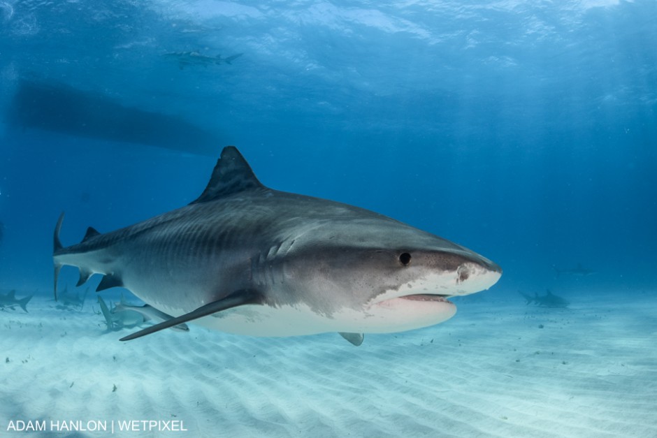 "When you're underwater and you see the thing you have been taught your whole life to fear. And it doesn't want to hurt you. And it's the most beautiful thing you've ever seen". Adam Hanlon