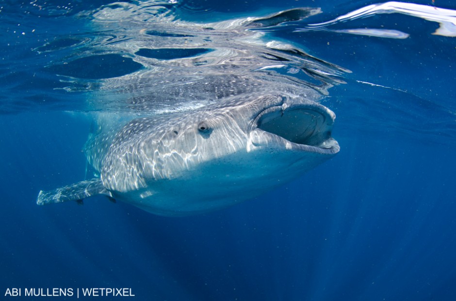 Whale shark at the surface is Isla Mujeres, Mexico, Abi Smigel Mullens