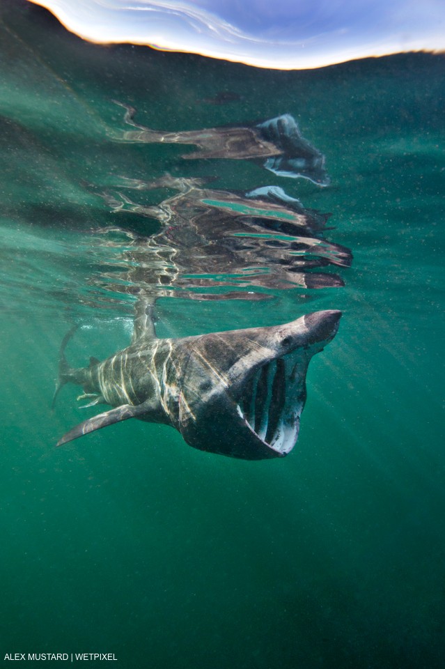 A basking shark (Ceterhinus maximus) filter feeding in plankton rich waters around the Island of Coll in June. Inner Hebrides, Scotland, British Isles. North East Atlantic Ocean, Alex Mustard