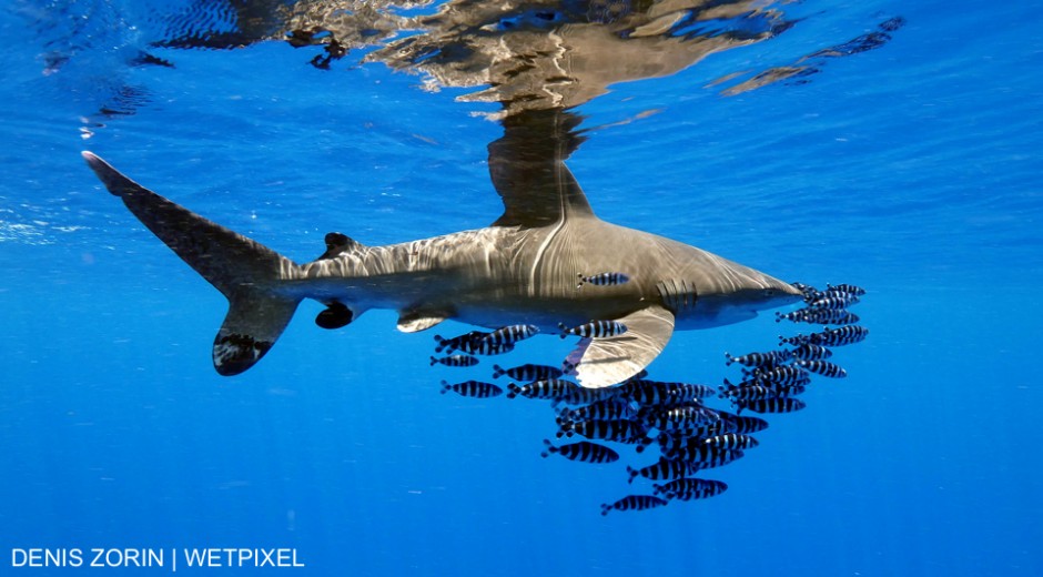 Carcharhinus longimanus, oceanic white tip shark. This shark has been filmed on the shallow water in Jackson reef, Sharm el Sheikh. Denis Zorin