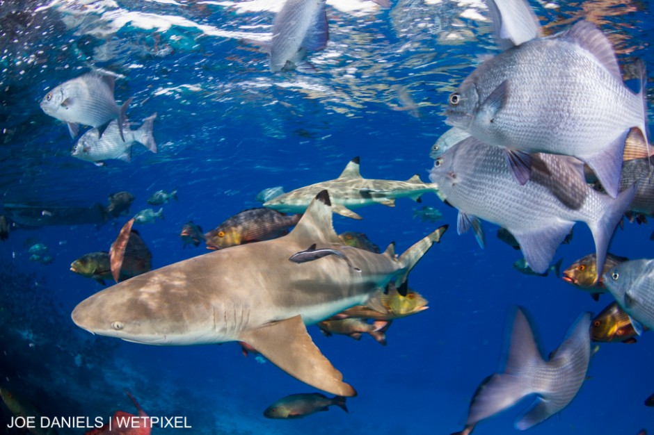 Once home to a former shark finning camp Batbitim island in Misool, Indonesia is now right at the heart of the Raja Ampat shark and ray sanctuary. Joe Daniels