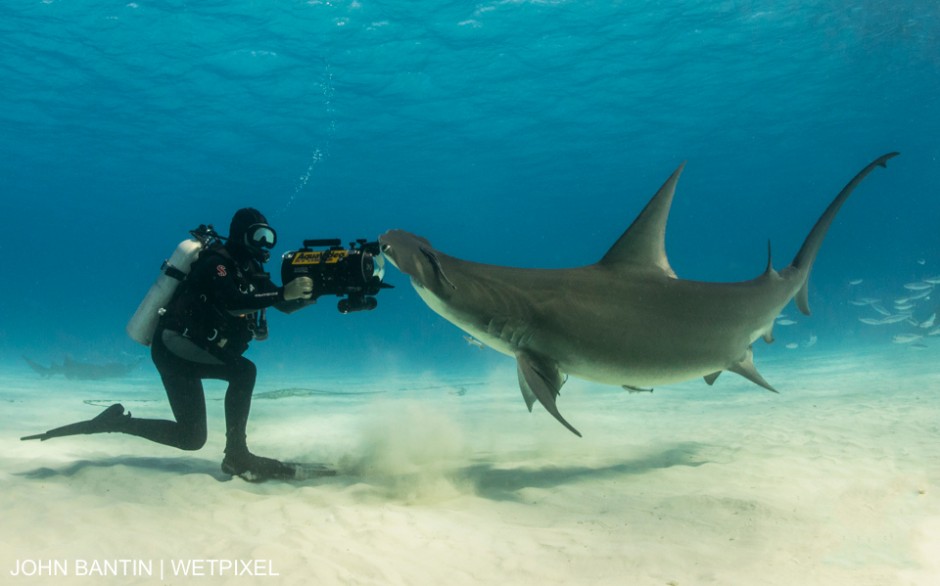 Frazier Nivens get the close-up shot of a great hammerheads at Bimini, Bahamas. John Bantin