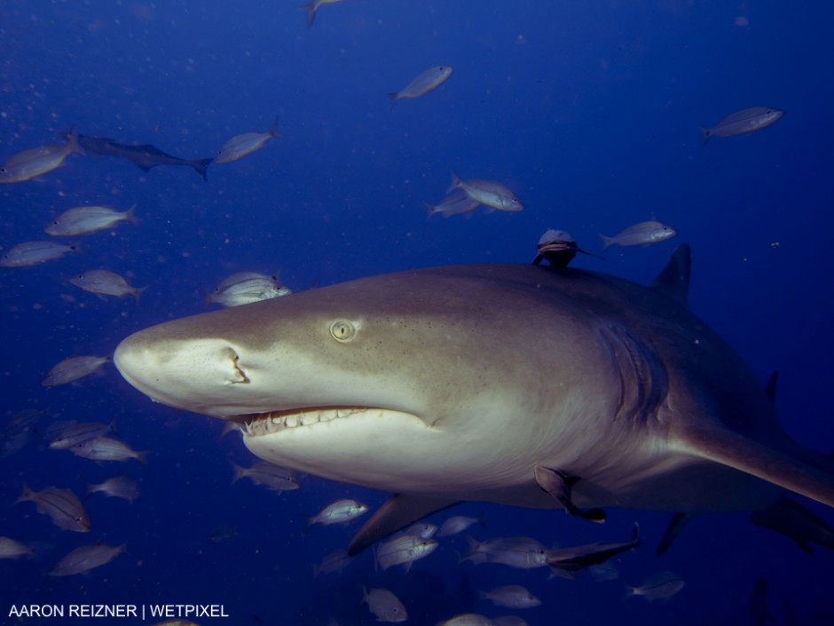 This was one of several lemon sharks (Negaprion brevirostris)  seeking chum near the wreck of the Esso Bonaire off Jupiter, Florida. Aaron Reizner