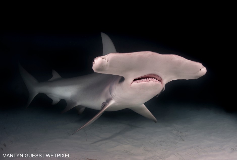 Taken in Bimini Bahamas with Epic Diving on an Alex Mustard workshop. Nikon D800 Nikon 16mm fisheye Subtronic 270 strobes. Martyn Guess