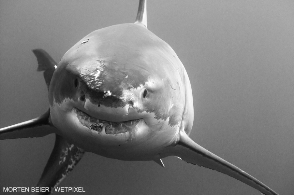 In October 2010 I experienced for he first time a great white shark in real life. Guadalupe, Mexico. Morton Beier