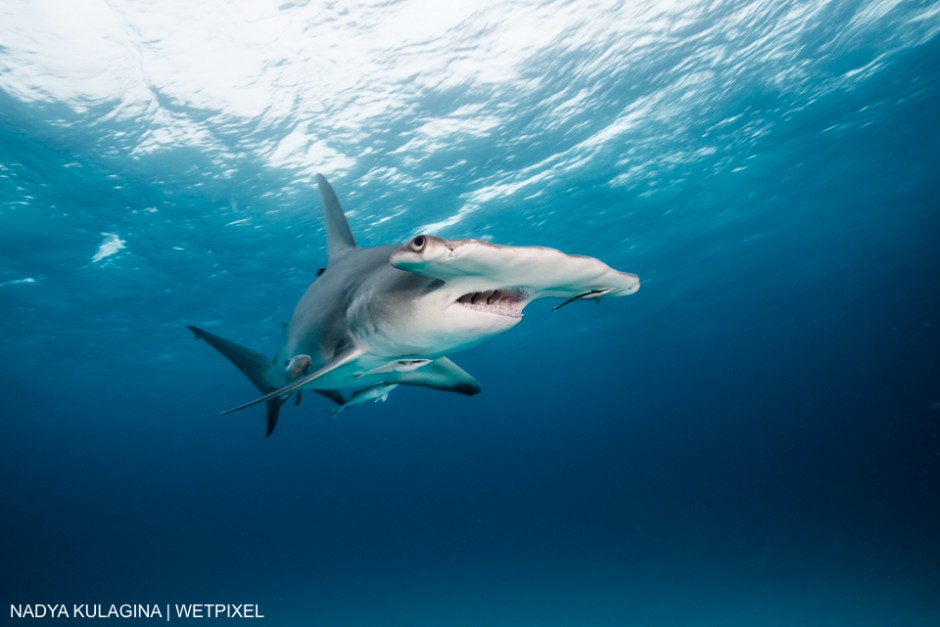 Great hammerhead (Sphyrna mokarran) out in the blue. Nadya Kulagina