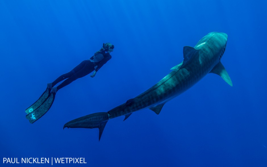 Donated for the Rob Stewart Tribute. Paul Nicklen