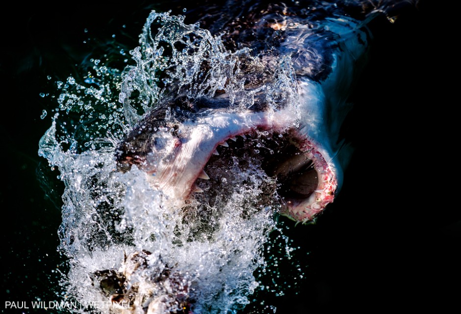 Shot in Gansbaai South Africa 2015, Great White Shark - Carcharodon carcharias. Paul Wildman