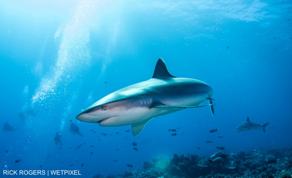 Silvertip Reefshark (Carcharhinus albimarginatus). Photographed at Rangiroa, French Polynesia. Rick Rogers