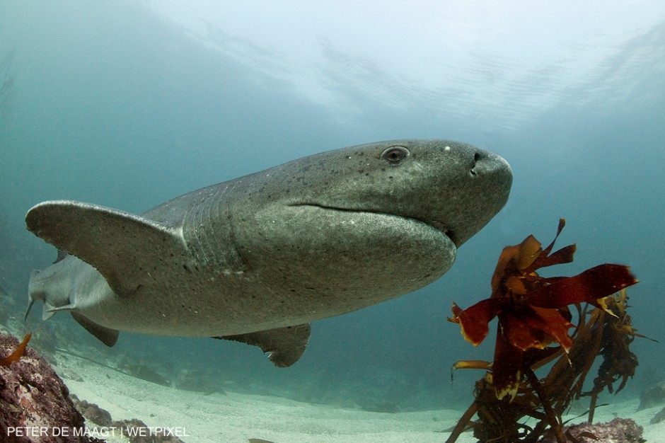 Broadnose sevengill shark (Notorynchus cepedianus), False Bay in South Africa. Peter de Maagt