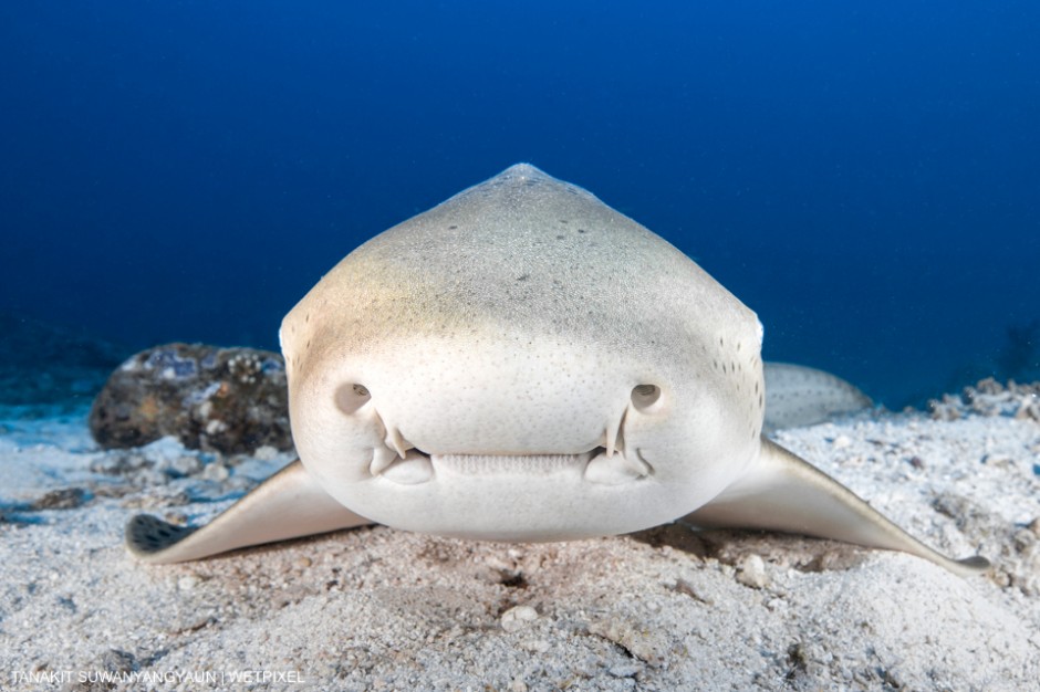 The zebra shark (Stegostoma fasciatum) commonly known uncorrectly as Leopard shark in Thailand region. Tanakit Suwanyangyaun