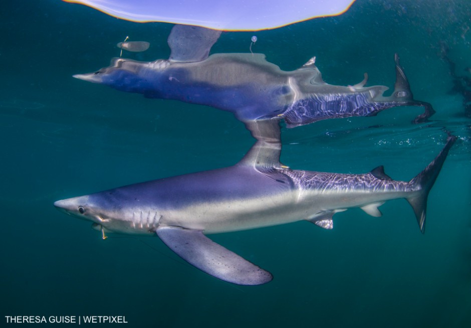 This blue shark (Prionace glauca) was encountered off the coast of Rhode Island on a trip with Pelagic Expeditions. Theresa Guise