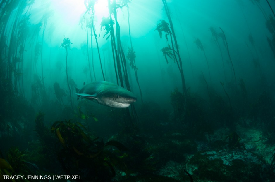 Sevengill shark in Simonstown, South Africa. Tracey Jennings