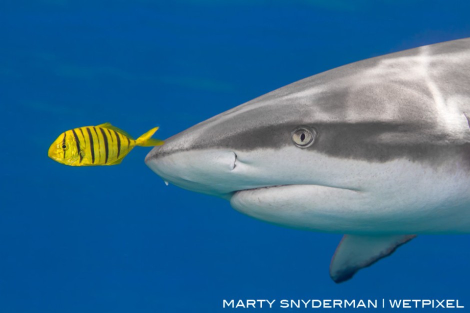 A juvenile golden trevally (*Gnathanodon speciosus*), a type of jack, swims in the “bow wake” of the pressure wave created by a gray reef shark (*Carcharhinus amblyrhynchos*) in Yap