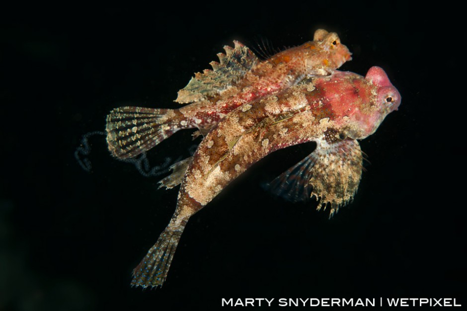 In this shot of a pair of spawning Bartel’s dragonets (*Neosynchiropus bartelsi*) you can see a strand of eggs that have been ejected into the water column by the female. I captured this moment in Puerto Galera, Philippines on a sunset dive