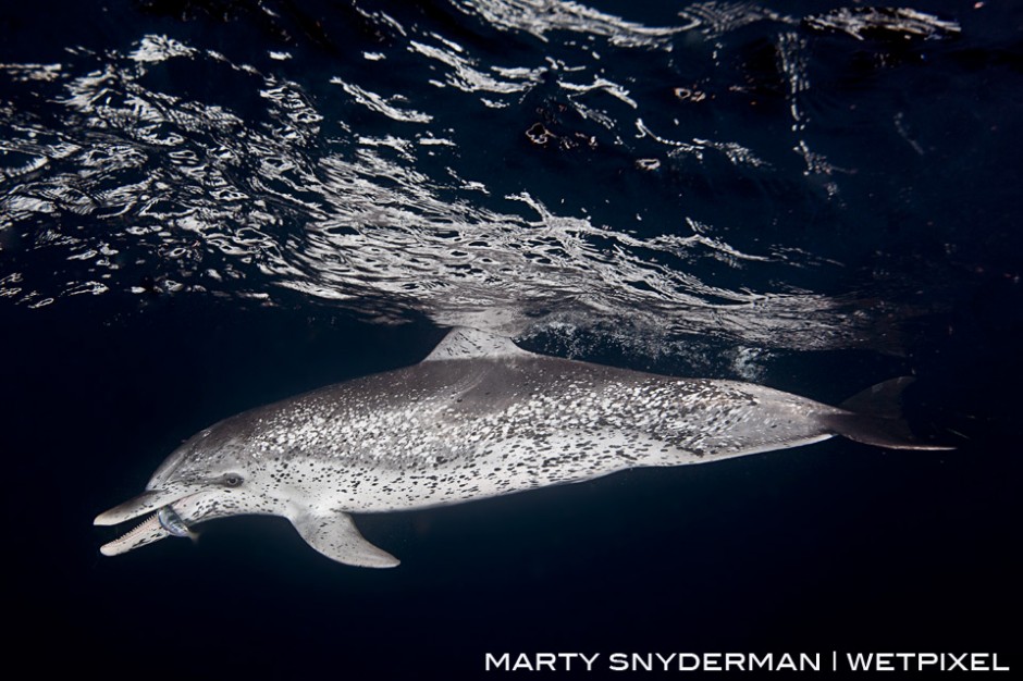 An Atlantic spotted dolphin, *Stenella frontalis*, snags a meal during a night snorkel on the edge of the Gulf Stream