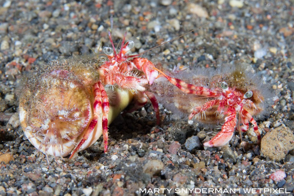 A pair of hermit crabs is in the midst of a 20-minute tug-of-war in the Indonesian region of Alor