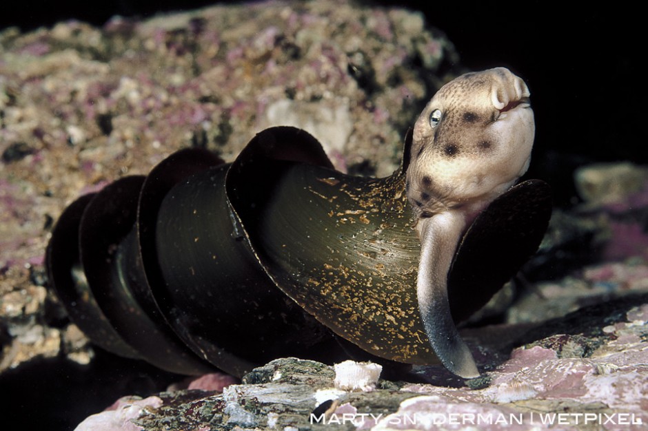  I captured this hatching California horn shark, *Heterodontus francisci*, while co-producing a film about sharks for the PBS series *Nature*.