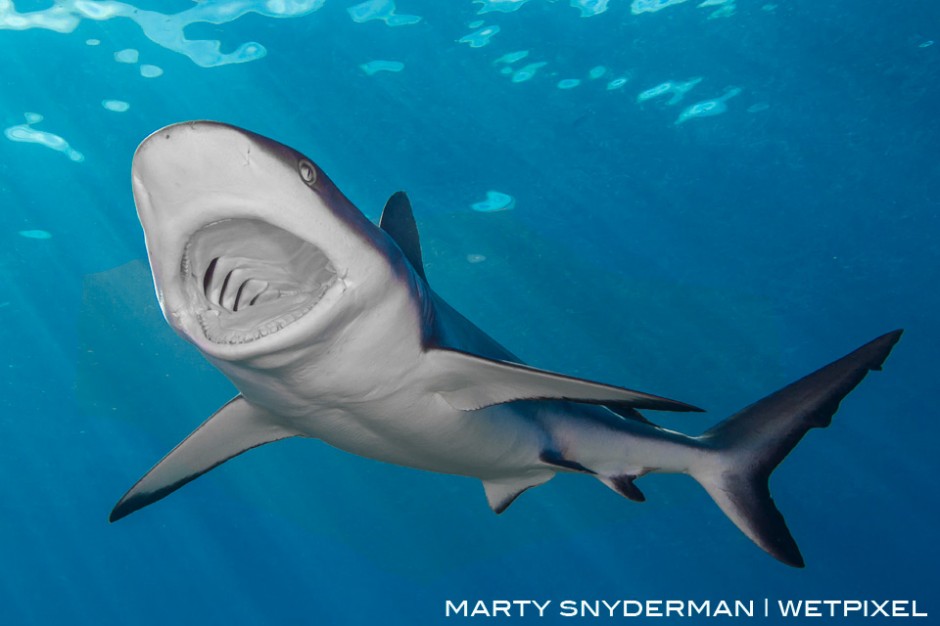 A “yawning” gray reef shark, *Carcharhinus amblyrhynchos*. I captured this moment on a shark dive in Yap