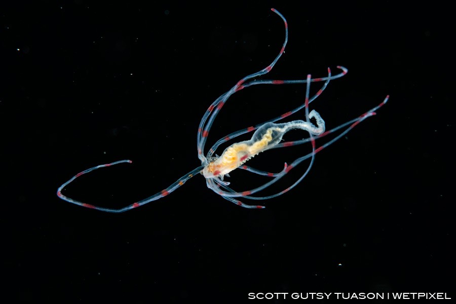 A larval Polycate worm drifting in mid-water , probably mimicking a predator such as an octopus to insure its survival. Casiguran, Aurora, Philippines