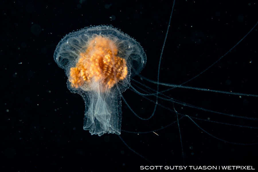 Jellyfish, the interesting thing about this image is the Jellyfish experts are still debating weather the yellow-orange mass are its gonads or something it has digested. Casiguran, Aurora, Philippines