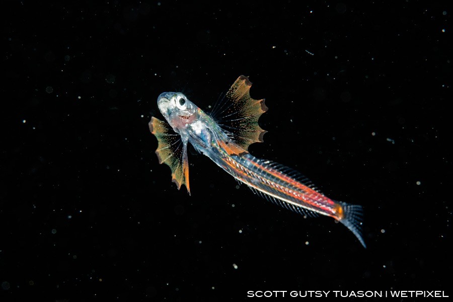 Larval Blenny, lurking near the surface waiting to feed off zooplankton that are gathering near to dive lights. Casiguran, Aurora, Philippines