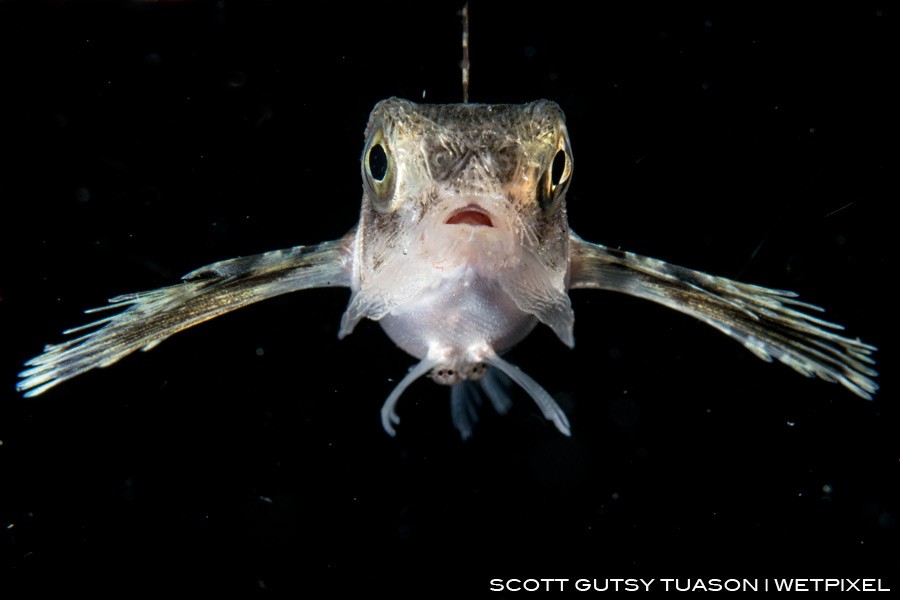 A sub-adult Gurnard with two parasitic copepods near the anal fin. Tanon Strait, Cebu, Philippines