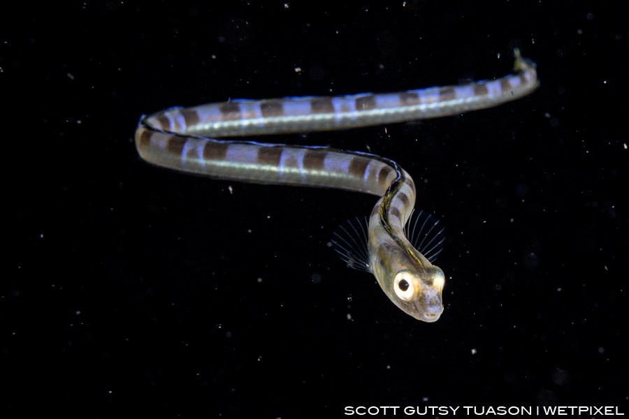 Just one of the many sub-adult Snake blennies seen on one dive, sometimes during blackwater dive, one runs into pockets of one species that dominates the dive.
Casiguran, Aurora, Philippines