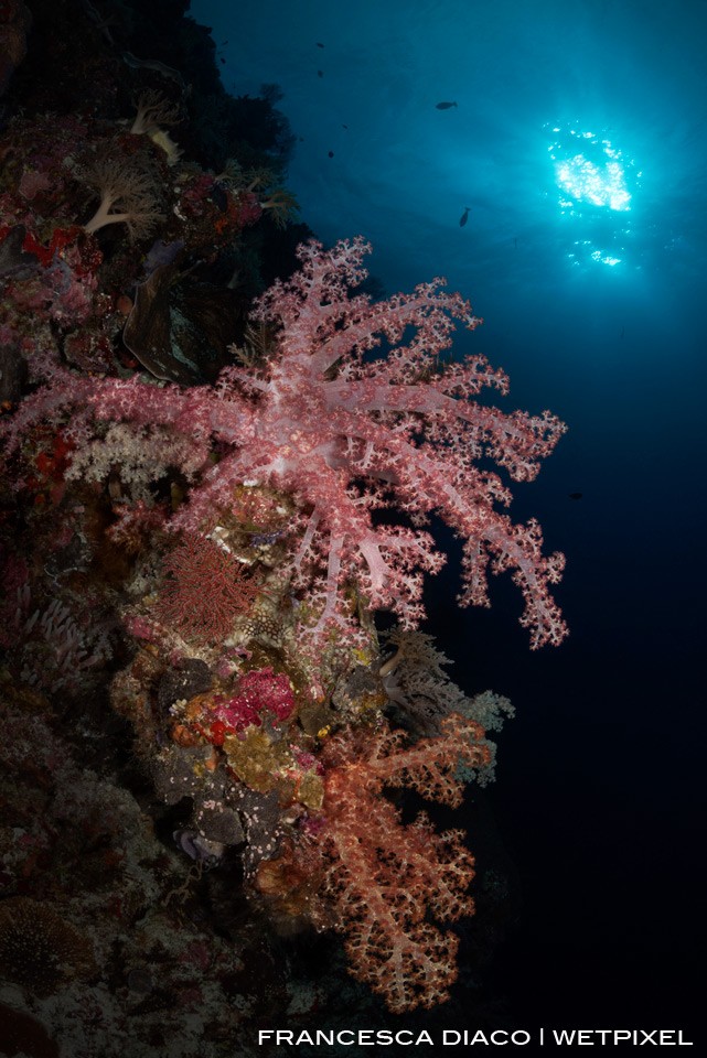 Colorful bushels of soft coral decorate the wall at New Drop Off. 