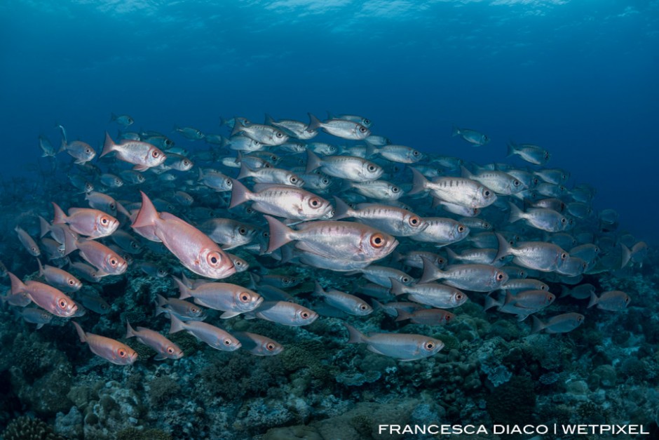 A large school of Crescent-Tail Bigeyes (*Priacanthus hamrur*) congrate on the inside of Ulong Channel. 