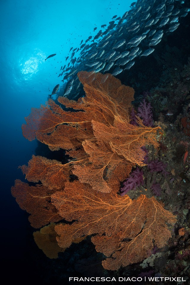 A large school of Blue Trevally (*Carangoides ferdau*) cruise by a giant Gorgonian Sea Fan at Siaes Corner.  