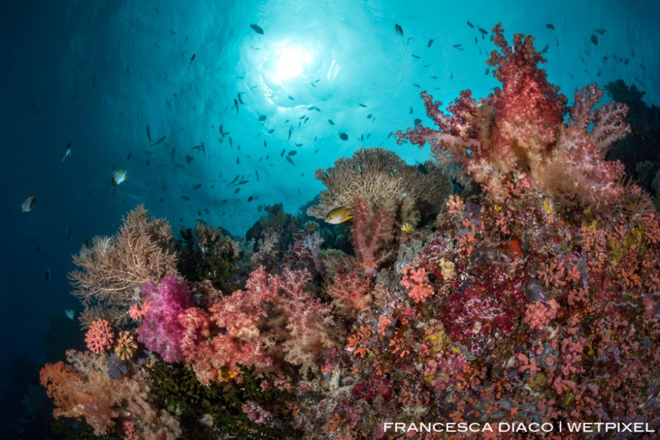 Loads of reef fish and wide variety of hard and soft coral can be found at Big Drop Off and all around Palau's reefs. 