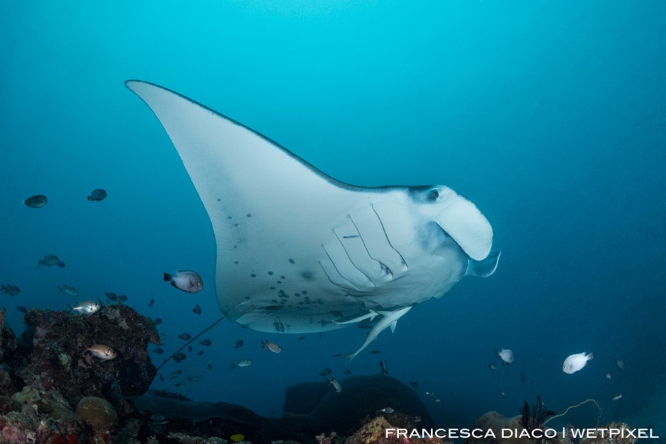 A beautiful Manta Ray (*Manta alfredi*) stops at a cleaning station at German Channel.  