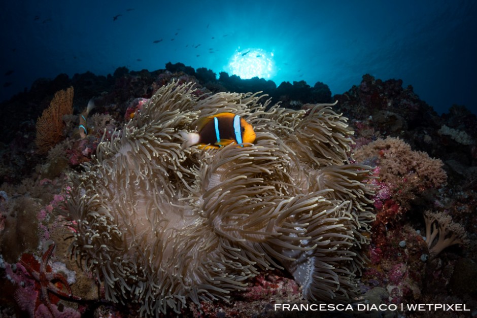 Clark's Anenomefish (*Amphiprion clarkii*) are commonly found in Palau and make great foreground subjects for any reef scene. 