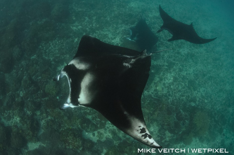 Mantas in Komodo National Park, Indonesia