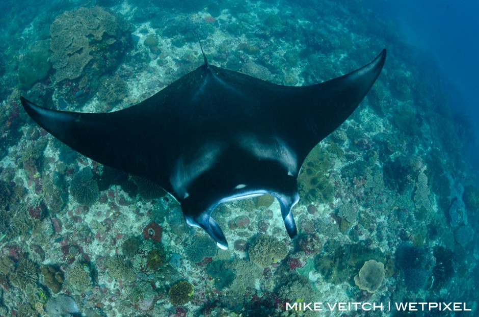 A reef manta, *Manta alfredi*, swims along the top of a reef at Manta Alley, Komodo National Park, Indonesia