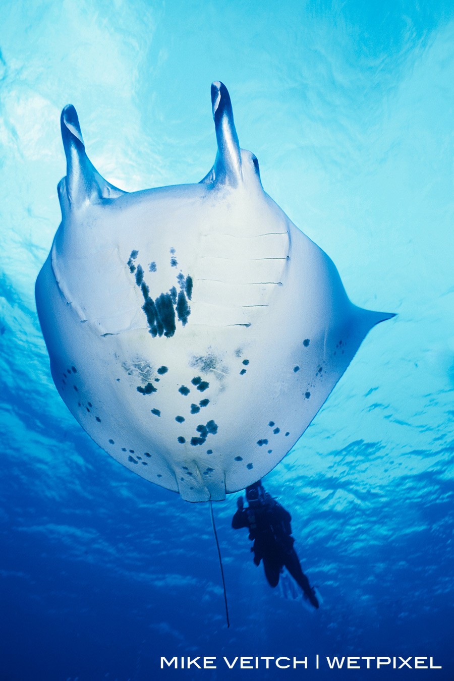 Manta Ray and Diver, Rangiroa, French Polynesia, Pacific Ocean