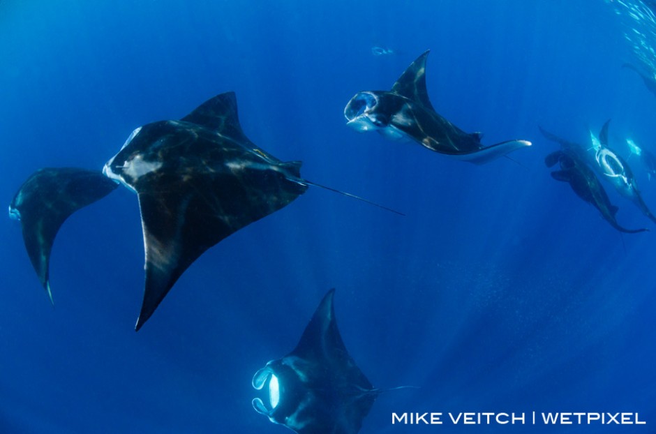 A group of reef manta rays, *Manta alfredi*, feeding at the surface in Raja Ampat, Indonesia