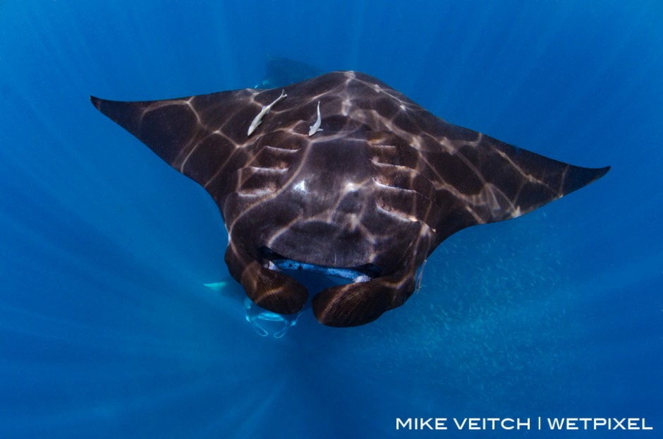 Barrel rolling reef manta ray, *Manta alfredi*, Raja Ampat, Indonesia