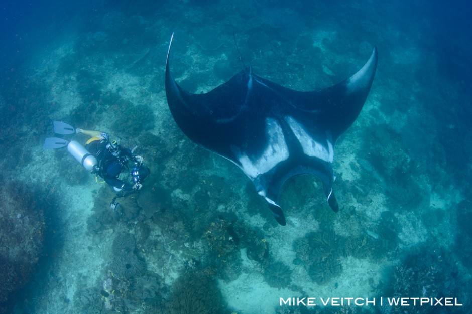 Photographer and Oceanic Manta Ray, *Manta birostris*, Blue Magic, Dampier Strait, Raja Ampat, Indonesia